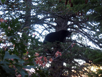 Utah black bear