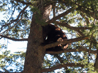 Utah black bear