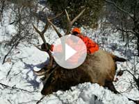 Utah Elk Hunt - Shane Scott Outfitting
